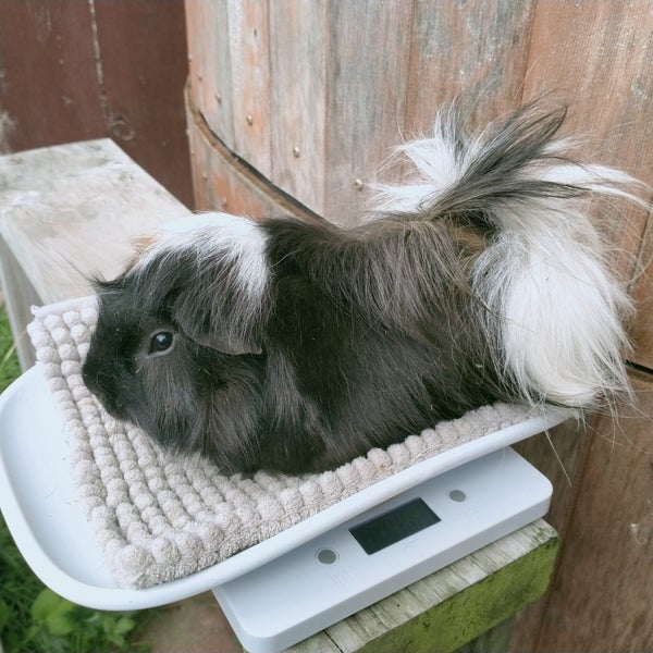 Guinea Pigs Carousel 2