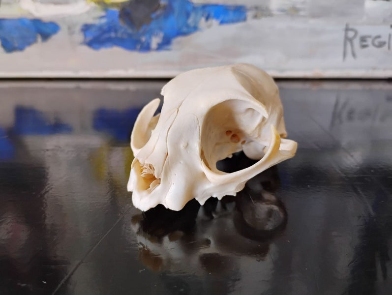 CAT SKULL - FERAL CAT SKULL Carousel 1