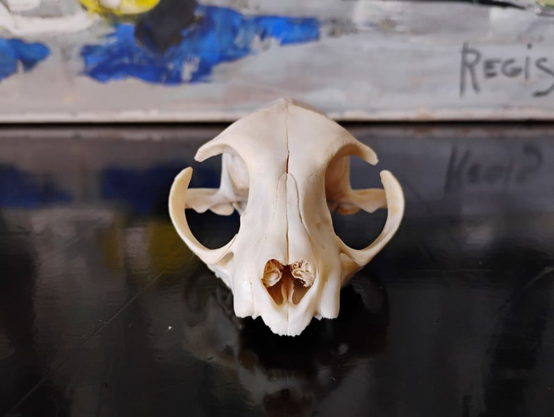 CAT SKULL - FERAL CAT SKULL Carousel 2