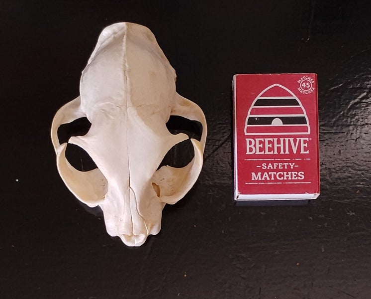 CAT SKULL - FERAL CAT SKULL Carousel 9