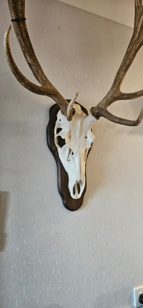 Fallow/sika Deer Skull Euromount Carousel 5