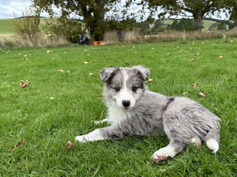 Purebred Border Collie Puppies Looking for Loving Homes Carousel 1