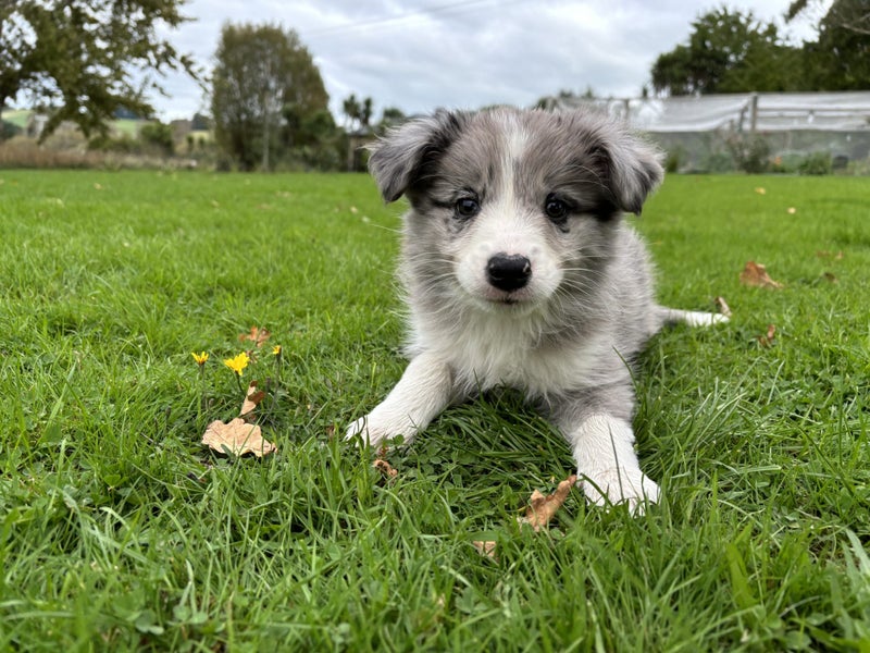 Purebred Border Collie Puppies Looking for Loving Homes Carousel 2