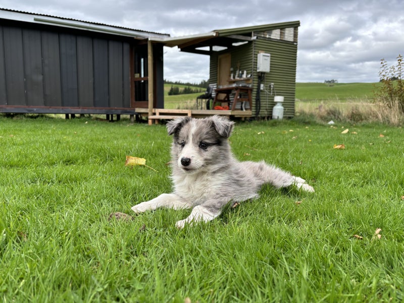 Purebred Border Collie Puppies Looking for Loving Homes Carousel 10