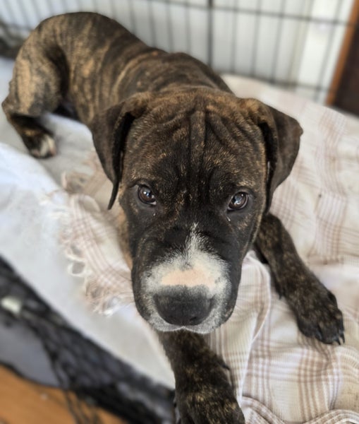 Koda (Ellie's Canine Rescue & Rehome) Carousel 2