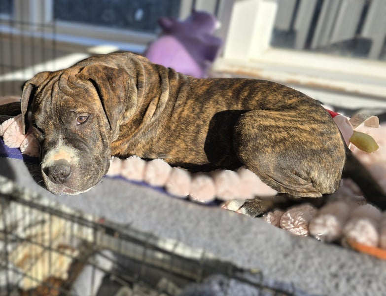Koda (Ellie's Canine Rescue & Rehome) Carousel 1