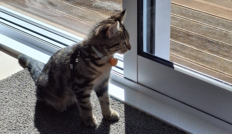 CAT RESCUE CHCH - Ready For Adoption Ziggy Carousel 1