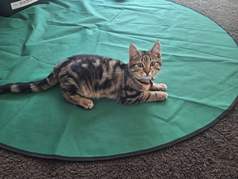 CAT RESCUE CHCH - Ready For Adoption Ziggy Carousel 2