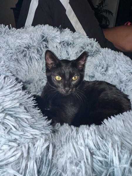 CAT RESCUE CHCH - Ready For Adoption Zorro Carousel 1