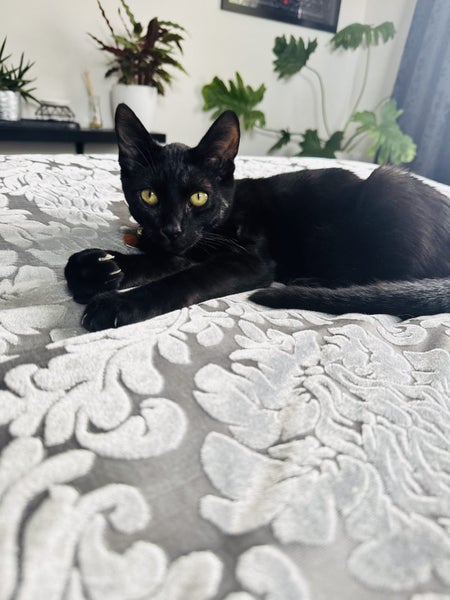 CAT RESCUE CHCH - Ready For Adoption Zorro Carousel 2