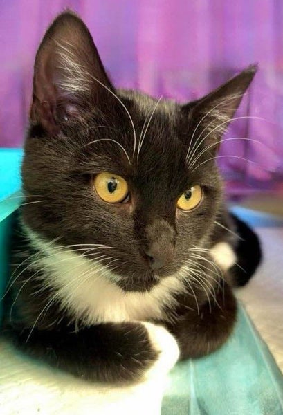 CAT RESCUE CHCH - Ready For Adoption Elton Carousel 2