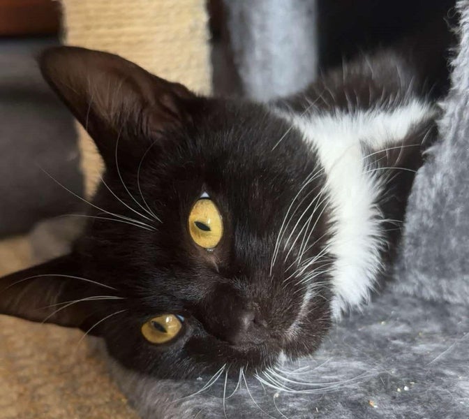 CAT RESCUE CHCH - Ready For Adoption Elton Carousel 1