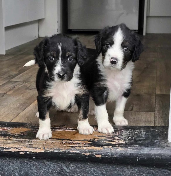Pound Paws Rescue - Beardie x Springer Spaniel pups Carousel 1