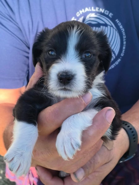 Pound Paws Rescue - Beardie x Springer Spaniel pups Carousel 2