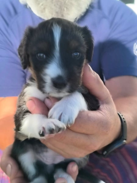 Pound Paws Rescue - Beardie x Springer Spaniel pups Carousel 3