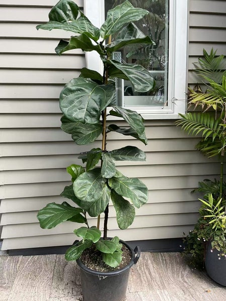 Fiddle-leaf fig - 25L629337210549771120