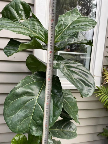 Fiddle-leaf fig - 25L62933721054977112