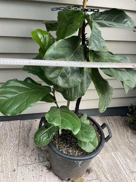 Fiddle-leaf fig - 25L62933721054977111
