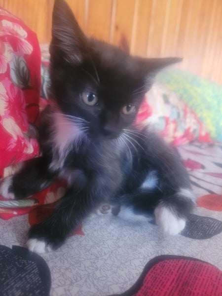 Kittens Carousel 1