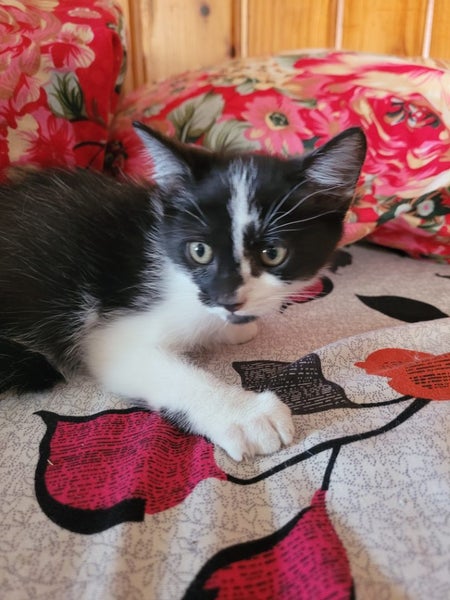Kittens Carousel 2
