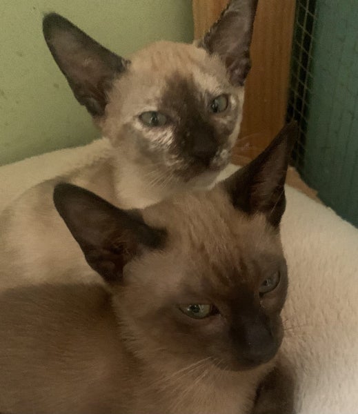 Tonkinese kittens Carousel 2