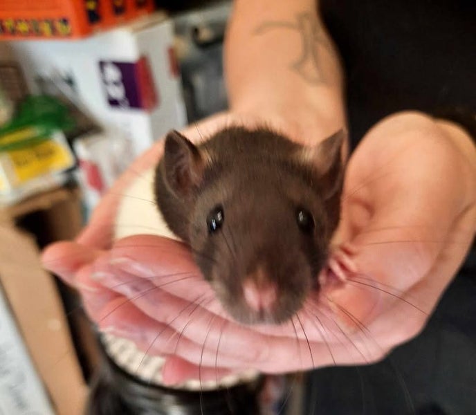 Rat Babies Carousel 1