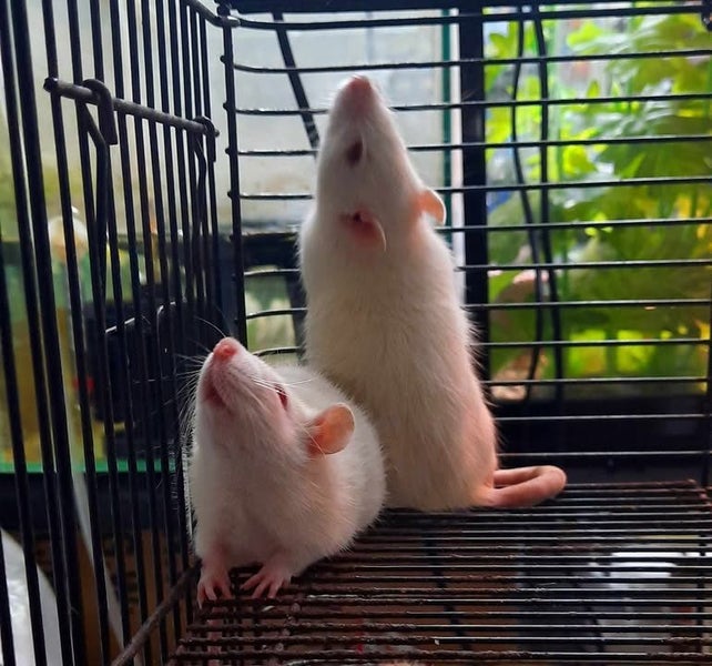 Rat Babies Carousel 2
