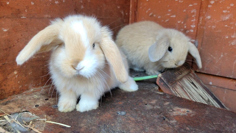 Beautiful mini lop babies Carousel 2