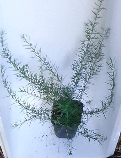 Grevillea Scarlet Sprite compact shrub rose pink and cream flowers Carousel 2