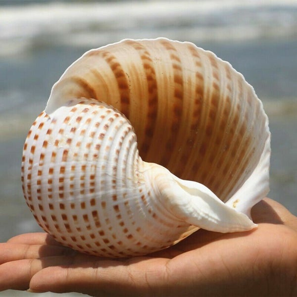 Natural Conch Shell Aquarium Fish Tank Ornament Landscap Sea Snail Decor 10-11cm Carousel 1