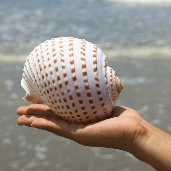 Natural Conch Shell Aquarium Fish Tank Ornament Landscap Sea Snail Decor 10-11cm Carousel 2