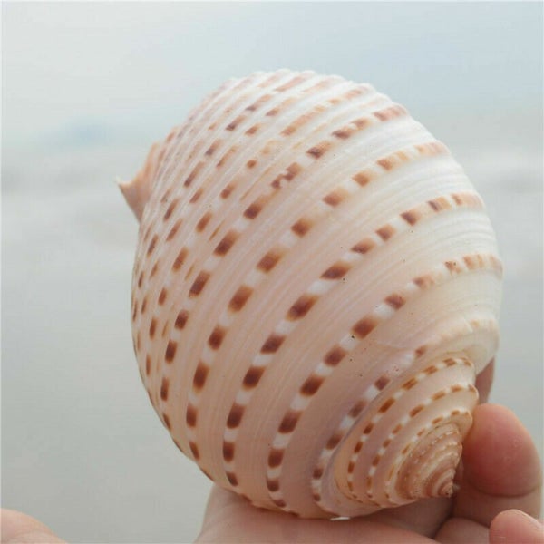 Natural Conch Shell Aquarium Fish Tank Ornament Landscap Sea Snail Decor 10-11cm Carousel 8