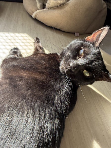 SHADOW - AVAILABLE FOR ADOPTION - PET WHISPERER RESCUE Carousel 1