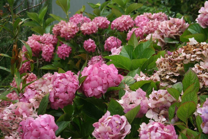 Hydrangea your choice Carousel 1