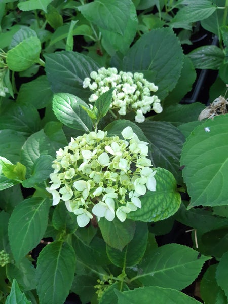 Hydrangea your choice Carousel 2