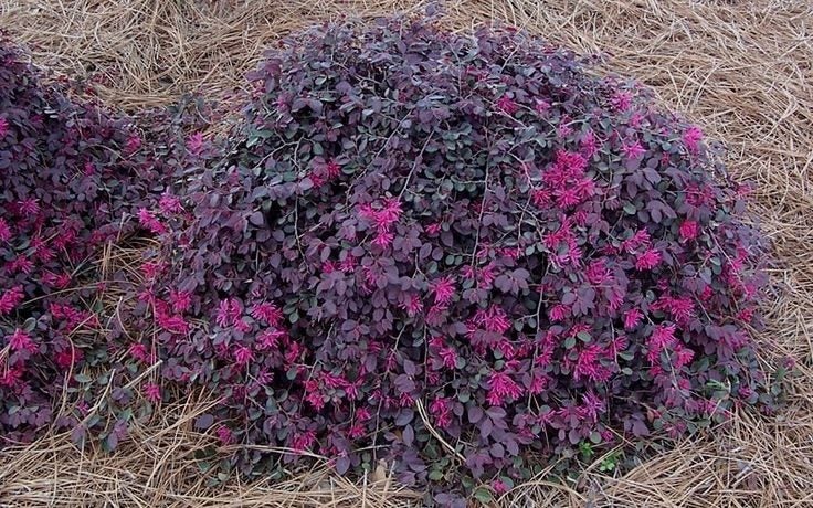 Loropetalum purple pixie flowering shrub Carousel 1