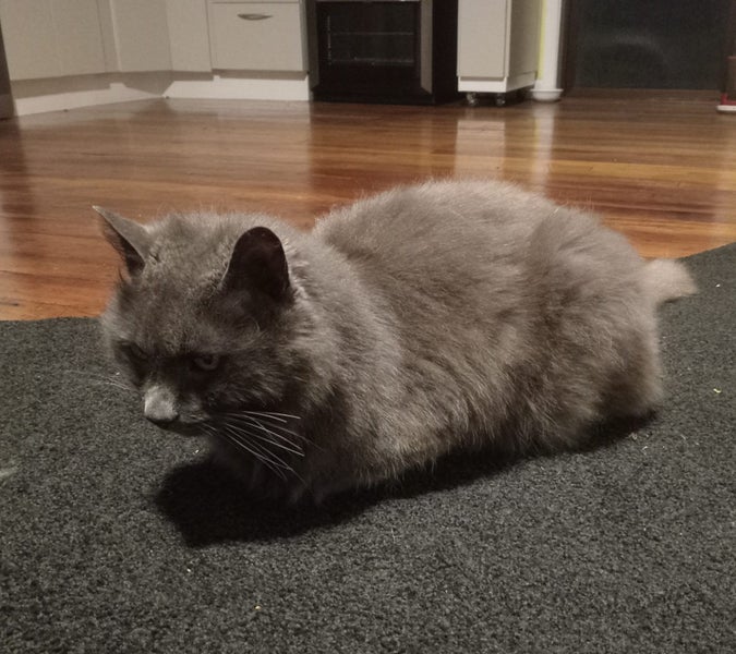Grey cat Carousel 2