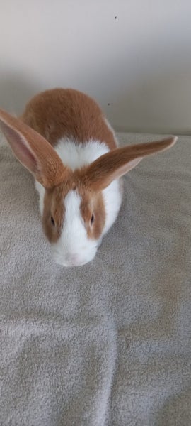 Male Flemish giant bunnies Carousel 2