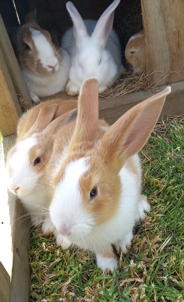 Male Flemish giant bunnies Carousel 1