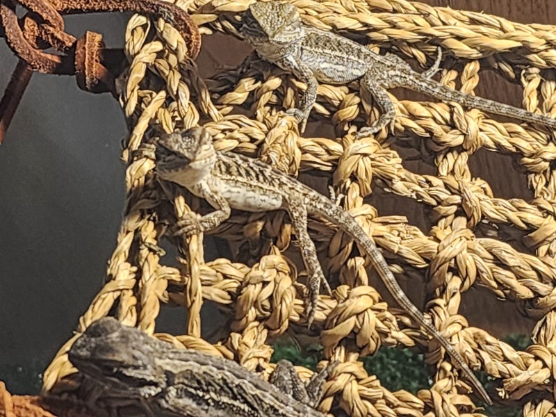 Bearded dragon babies Carousel 1