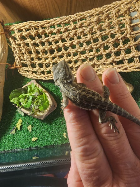 Bearded dragon babies Carousel 2