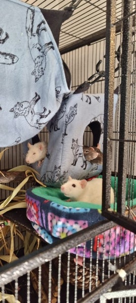 Rat Cube (four entry holes) - Choose your own design Carousel 2