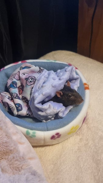 Rat Cuddle cup - Choose your own design Carousel 2