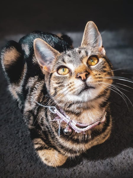 CAT RESCUE CHCH - Ready For Adoption Montana Carousel 1