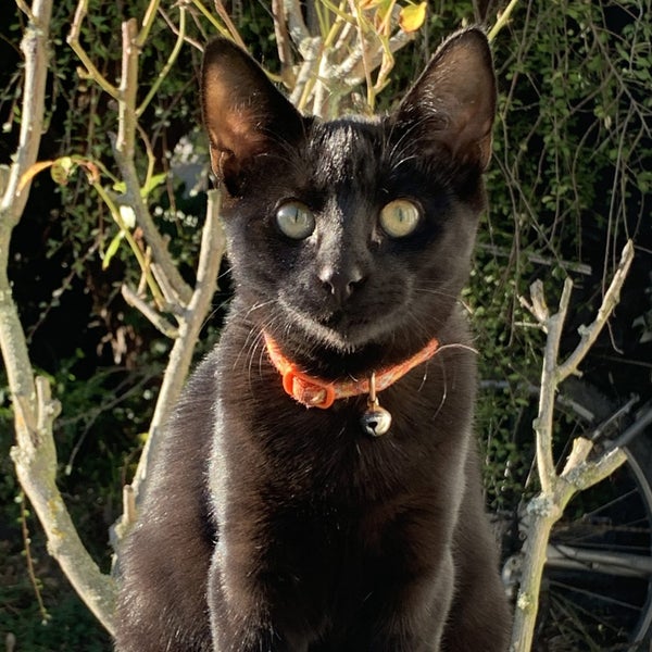 CAT RESCUE CHRISTCHURCH - Ready for Adoption - Bud Carousel 1