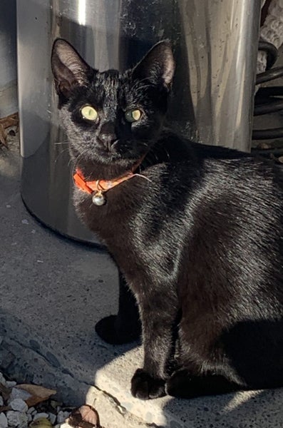 CAT RESCUE CHRISTCHURCH - Ready for Adoption - Bud Carousel 2