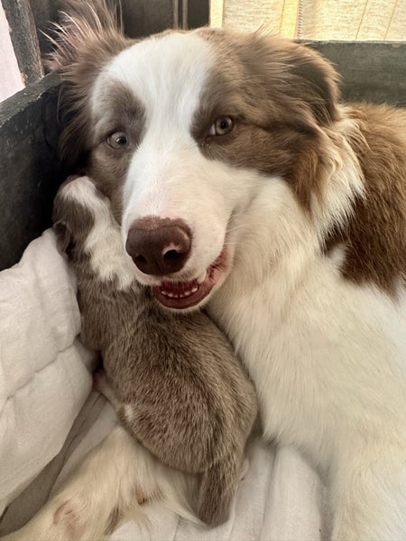 Puppies lilac border collie Carousel 2