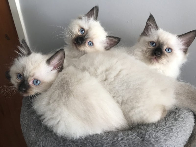 Purebred Ragdoll kittens. Carousel 1