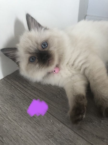 Purebred Ragdoll kittens. Carousel 2