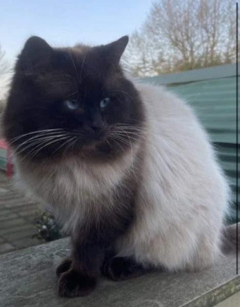 Purebred Ragdoll kittens. Carousel 11